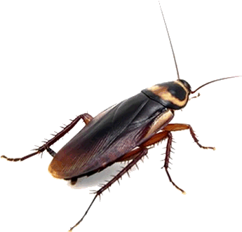 Crystal Cure Pest Control || Pest Control Service
